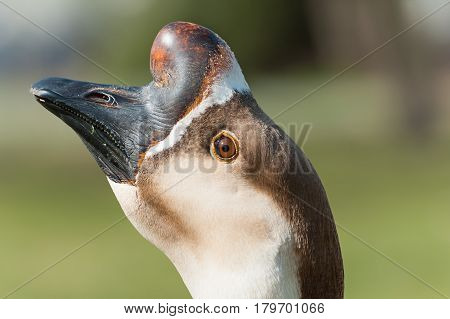 Portrait Of Swan Goose. Anser Cignoides. Chinese Goose.