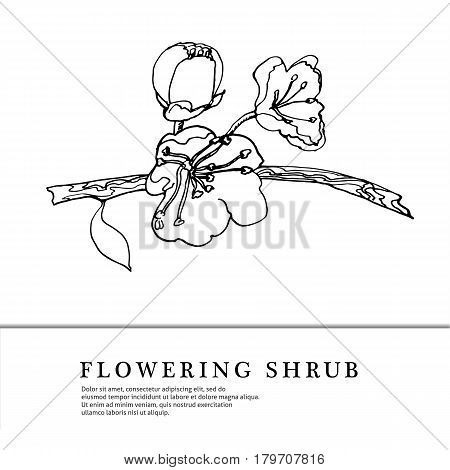 Illustration flowers of the apple blossoms in vintage style