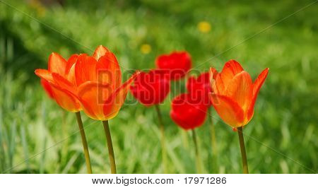 rode tulpen