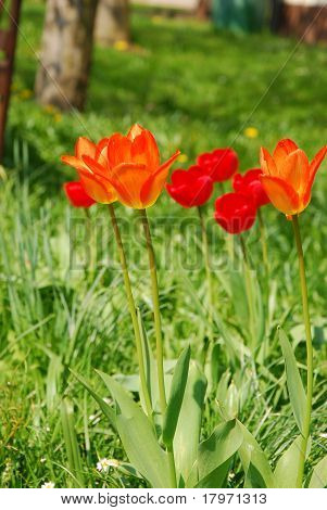 rode tulpen