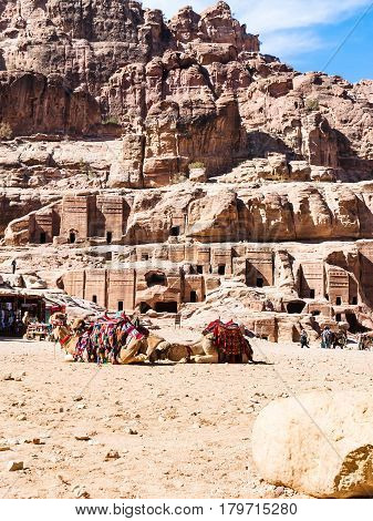 Bedouin Camels In Ancient Petra Town