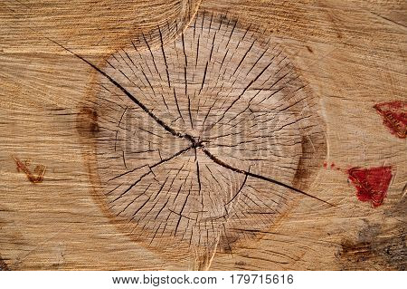 Wooden background, texture severed wood logs with nodes