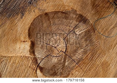 Wooden background, texture severed wood logs with nodes