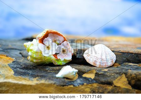 Beautiful seashells on large stones near the sea