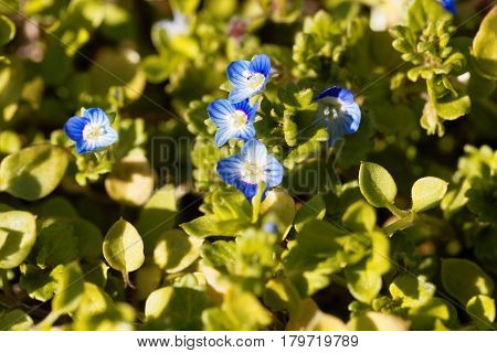 Flower of a winter speedwell (Veronica persica)