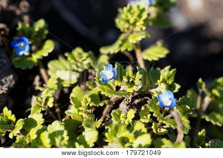 Flower of a winter speedwell (Veronica persica)