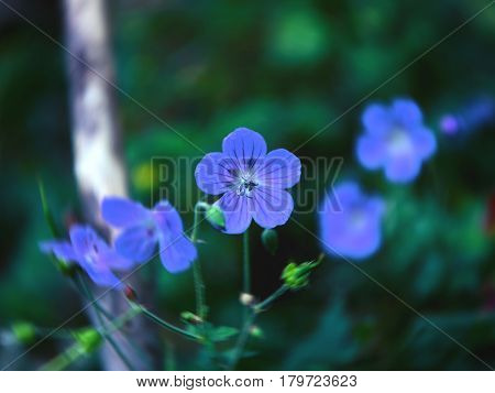 little blue flowers of flax, Linum perenne.