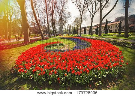 Colorful flower beds during the annual April tulip festival in Istanbul in Gulhane Park Turkey