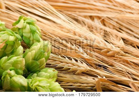 Green hops malt ears of barley and wheat grain ingredients to make beer and bread agricultural background