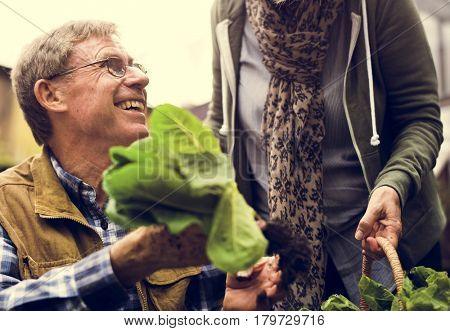 Senior adult couple picking vegetable from backyard garden