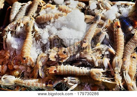 Fresh mantis shrimp or adriatic prawns (Squilla mantis) with ice crystals on fish market. Food background.