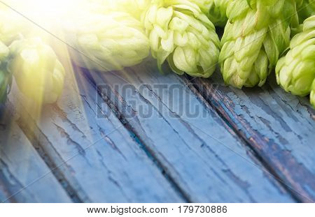 Green hops malt and wheat grain on a wooden old table ingredients to make beer and bread agricultural background