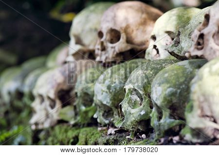 Cleaned skulls stacked under a banyan tree in the cemetery as per anciant Hindu Tradition in Trunyan, Bali, Indonesia