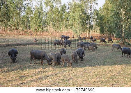 The lifesyle of buffaloes in northern of Thailand in the afternoon
