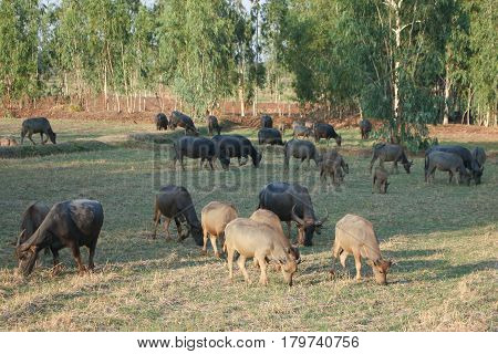 The lifesyle of buffaloes in northern of Thailand in the afternoon