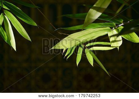 Bamboo leaves in the rays of the bright sun against the background of the Arabian ligature