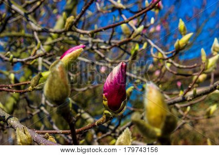 In the foreground are the first buds of magnolia in the background is blue sky