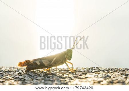 Grasshopper enjoy sunset Move up concept background
