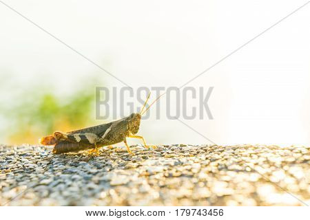 Grasshopper enjoy sun set Move up concept
