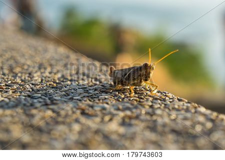 Grasshopper enjoy sunset Move up concept nature