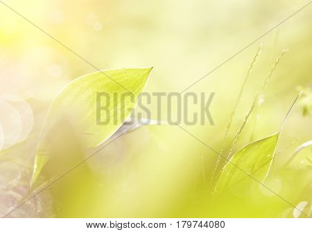 Background with leaves of lilies of the valley in dew drops.
