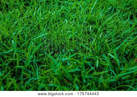 Green Grass Background Top View
