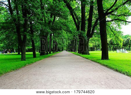Beautiful green alleau in the Park Ekaterinenskiy Palace in Tsarskoye Selo