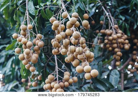 This is a picture of longans in mature season which is ready for cultivation