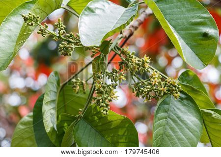 Santol tree flowers awaiting for pollination by insects.