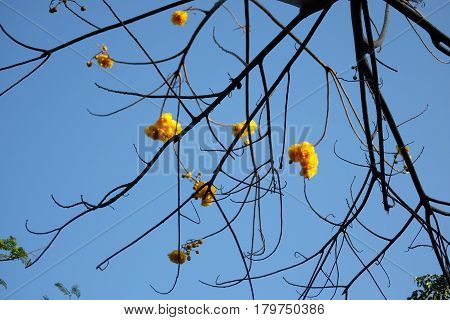 Cochlospermum regium Yellow cotton tree on nature blue sky background.