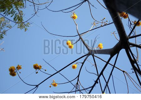 Cochlospermum regium Yellow cotton tree on nature blue sky background.