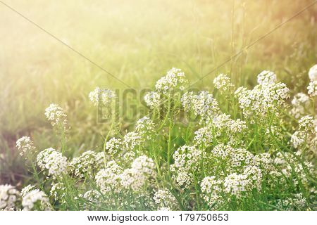 Summer evening background with white flowers alissum retro toned