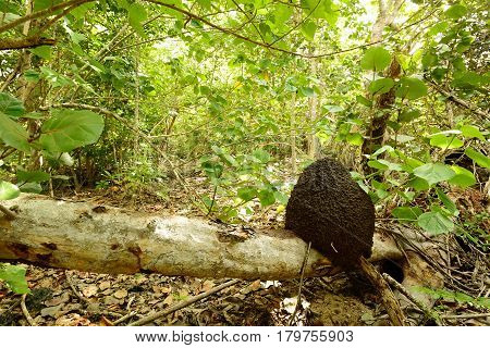 Confusion of trees and roots and anthill in the Pen