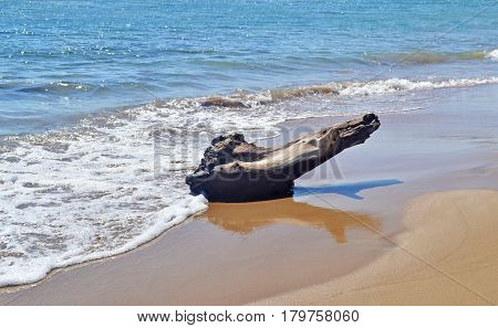 cut tree stump at Glyfa beach Ilia Peloponnese Greece