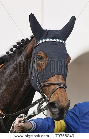 Race horse head with blinkers after the race. Paddock. Vertical