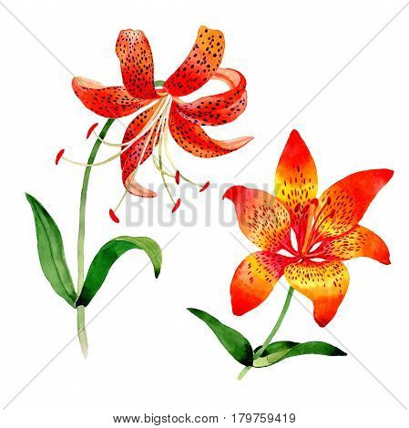 Wildflower leopard lily flower in a watercolor style isolated.  Aquarelle wild flower for background, texture, wrapper pattern, frame or border.