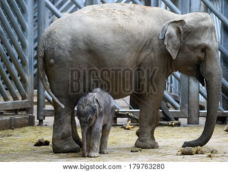 Small Asian elephant baby with its mother