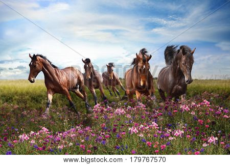 Rapid running of beautiful horses in the summer meadow in flowers