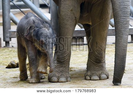 Small Asian elephant baby with its mother