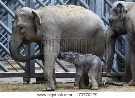 Small Asian elephant baby with its mother