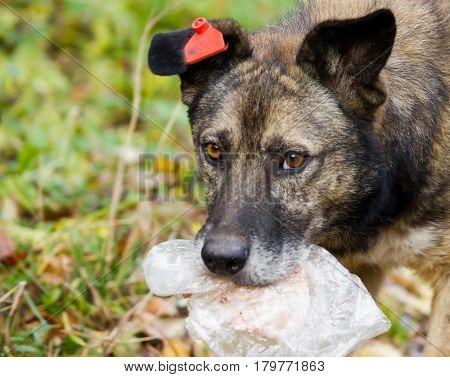 Street dog with a package in his mouth