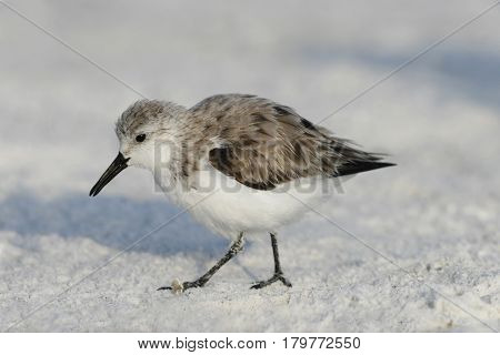 A Sanderling, Calidris alba in winter plumage walking on the beach in Florida