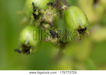 Macro Of Black Ants On A Plants Green Bud.