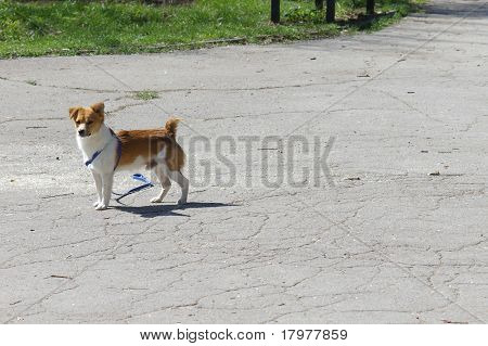 cane smarrito