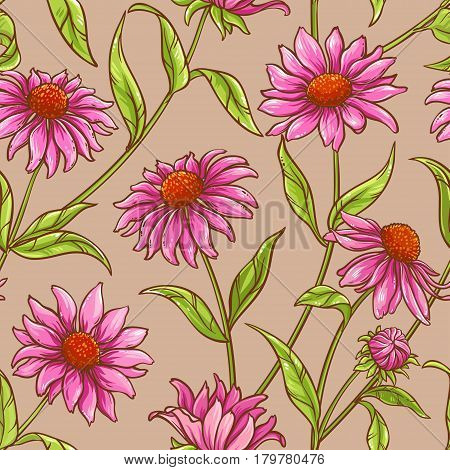echinacea purpurea seamless pattern on color background
