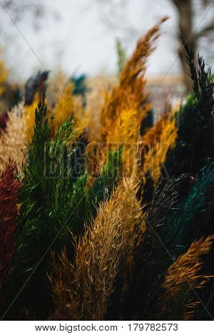 Photo of the Multicolored painted reed flower. Cane traditional symbol palm sunday. Easter concept. Diversity concept. Creative work. Equal rights movement