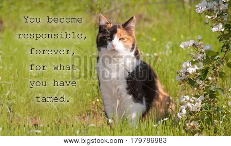 Beautiful calico cat sitting next to white blooms in spring, looking at viewer, with quote - You become responsible, forever, for what you have tamed