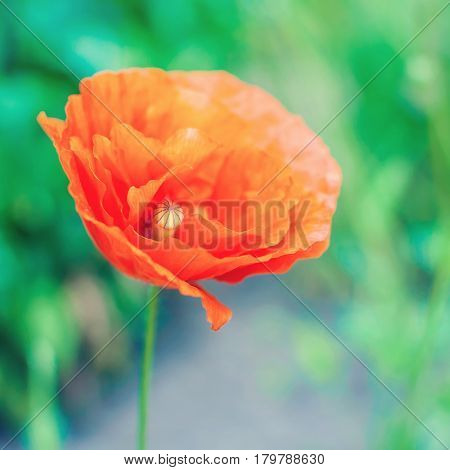 Beautiful photo of poppy in bloom on green meadow background.