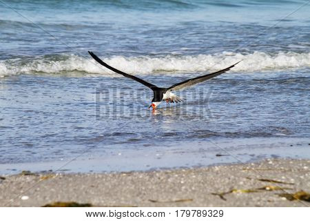 A black skimmer skims across the water in search for food.