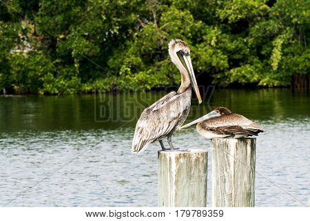 A female pelican with a fledgling sit on pier pilings.